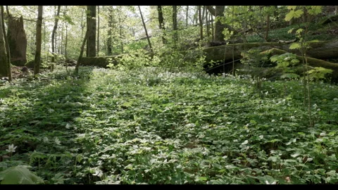 Swedish forest in spring #3 Stock Footage 308298353