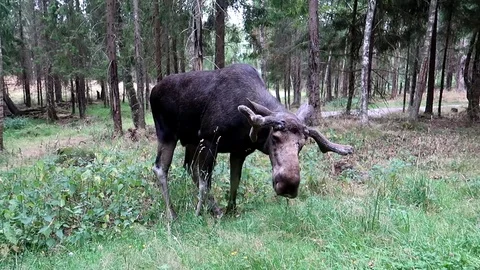 Swedish Juvenile male moose browsing 1753 3 Stock Footage