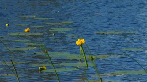 Swedish lake Stock Footage 8525052