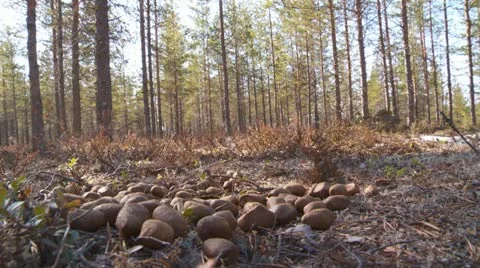 Swedish landscape Stock Footage 11129002