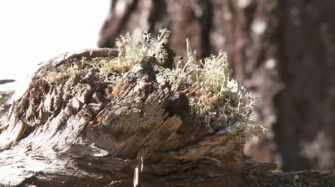 Swedish landscape Stock Footage 11130074