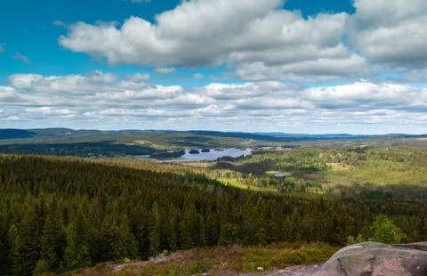 Swedish landscape with pine trees Stock-Fotos