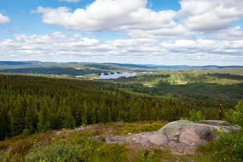 Swedish landscape with pine trees Foto stock