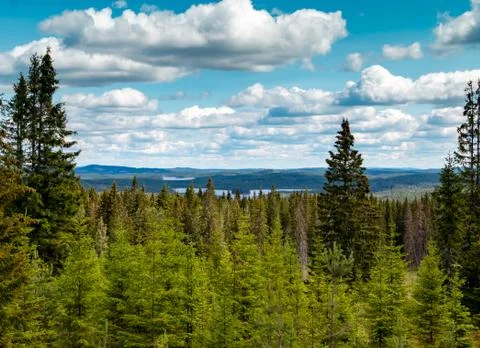 Swedish landscape with pine trees Foto stock