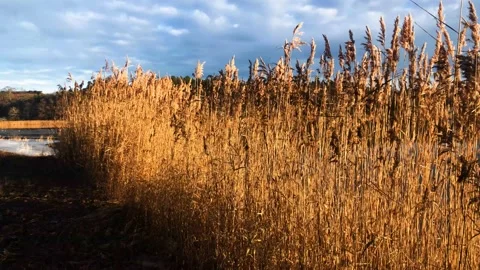 Swedish Nature Video stock 169090623