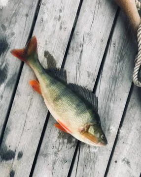 Swedish perch Stock Photos