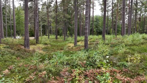 Swedish Pine Clearing with Mossy Ground and a Parked Vehicle Stock Footage 347676378
