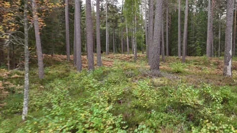 Swedish Pine Forest Floor with Brown Leaves and Green Moss Stock Footage 347676305