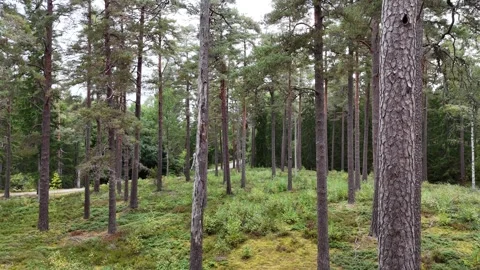 Swedish Pine Forest with Mossy Ground and Widely Spaced Trunks 库存影片 347675904