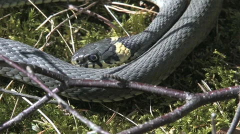 A Swedish snake Stock Footage 62769598