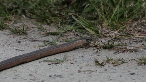 Swedish snake / lizard Stock Footage 76093895