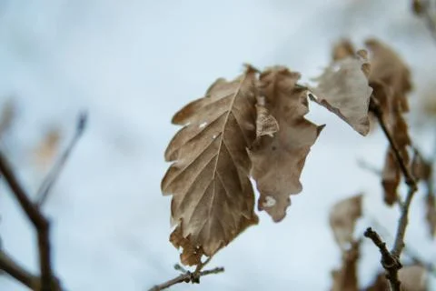 Swedish spring branch Stock Photos