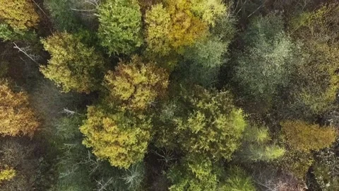 Swedish treetops moving forward 10 sec - HD Stock Footage 164397008