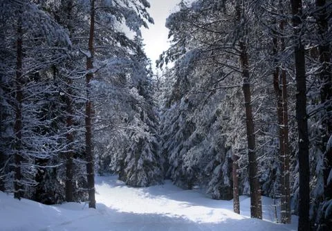 Swedish winter Stock Photos