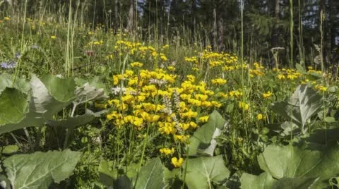 Sweep across a lush, spring meadow full of yellow flowers. Time lapse. Stock Footage 68335030