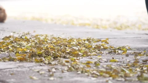 Sweep dry leaves and garbage in the yard with a broom Stock-Footage 167013100