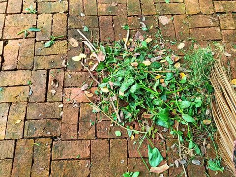 Sweep foliage when the area needs to be cleared Foto stock