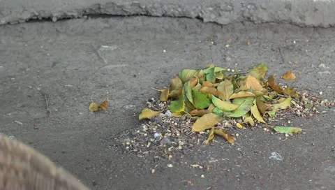 Sweep garbage Stock Footage 11138397