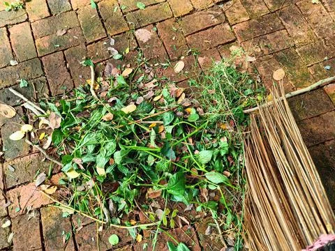 Sweep the leaves when the area needs to be cleared Foto stock
