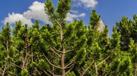 Sweep over the top of a pine forest. Time lapse.  Stock Footage 68313369