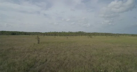 Sweeping across the florida everglades drone aerial shot Stock Footage 85277406