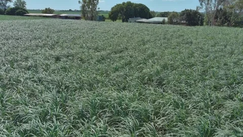Sweeping across sugar cane farm with farm house and shed in background Stock Footage 309843297