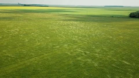Sweeping Aerial Drone Shot of Wind Patterns Across Green Wheat Field Video stock 342011167