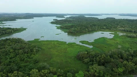 Sweeping Aerial Journey Through a Pristine Hydrographic Network Amidst Dens.. Video stock 339032164