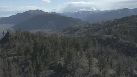 Sweeping aerial trees with mountains in background Stock Footage 255053154