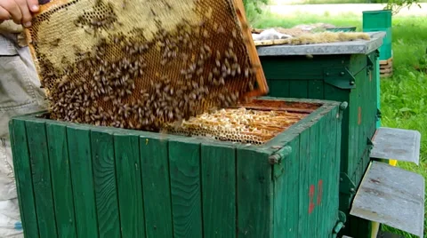 Sweeping bees from the beehive Stock Footage 39950387