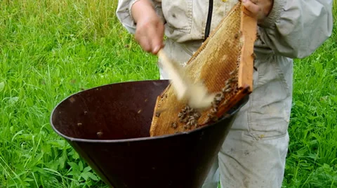 Sweeping bees from the beehive Stock Footage 39950483