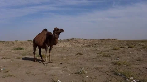 In the sweeping desert landscape a single camel walks, stock footage. Stock Footage 304816674