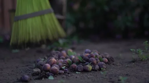 Sweeping dirt-covered ripe plums and foliage with a bright broom on earthy soil Stock Footage 342078103