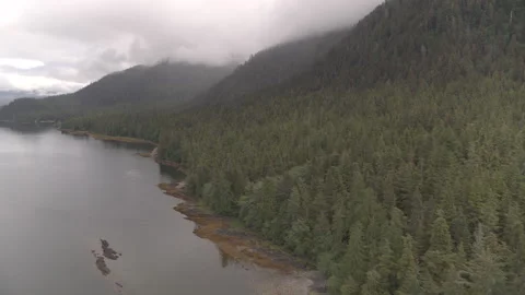 Sweeping Drone Pine Tree Coastline in front of Tree Covered Mountains with Fog Stock Footage 255144836