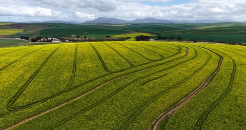 Sweeping Drone View of Canola Fields in Western Cape Stock Footage 344661023