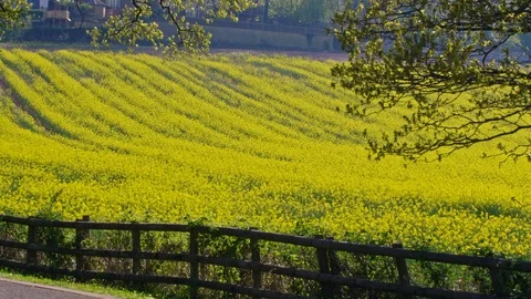 Sweeping field of beautiful yellow Spring rapeseed in British countryside fence Stock Footage 129329438