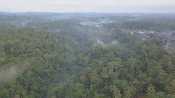 Sweeping Forest view Stock Footage 85540880