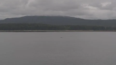 Sweeping Lake in front of Trees and Mountains with Whale Swimming drone Stock Footage 255143949
