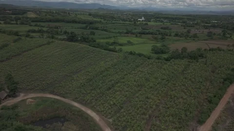 Sweeping Low Aerial of Young Tree Rows, Patchwork Farm Plots and Tropical H.. 動画素材 337885286