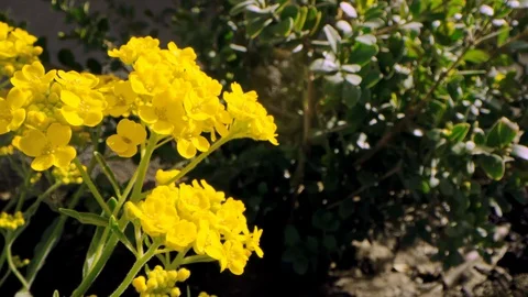 Sweeping macro move across yellow yarrow plant flowers bouncing in breeze 스톡 동영상 128466515