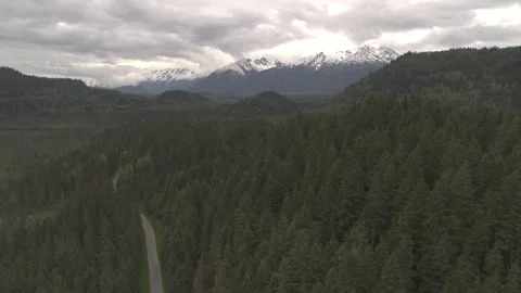Sweeping over Pine Trees in Alaska Stock Footage 255319552