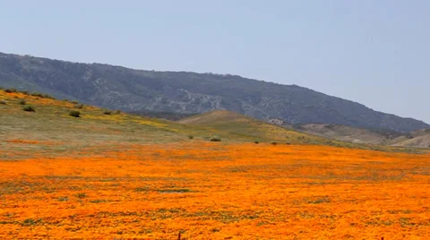 Sweeping Panoramic Footage of Poppies Video stock 37853041