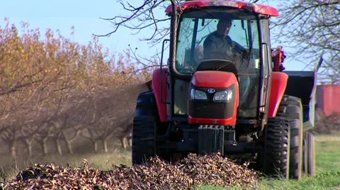 Sweeping Pecans 3 Video stock 10762680