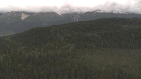 Sweeping in to Pine Trees with Mountains in Background Alaska Stock Footage 255319636