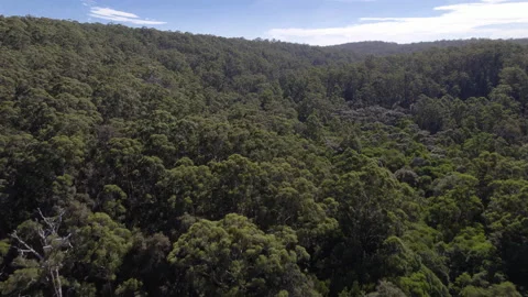 Sweeping shot dense forest with river flowing, Australia Stock Footage 154119982