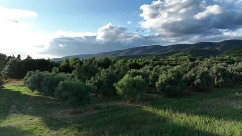 Sweeping shot over olive trees - aerial/drone shot - Provence, France Stock Footage 268247039