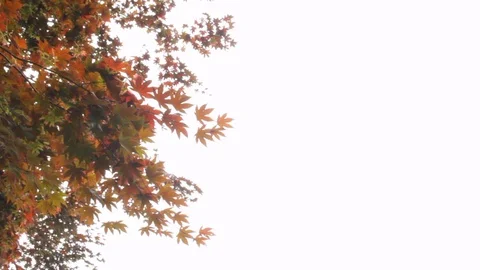 Sweeping shot of tree leaves in the fall Vídeos de archivo 92369190