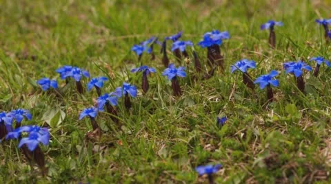Sweeping time lapse across blue flowers in a lush meadow. Stock Footage 68308742