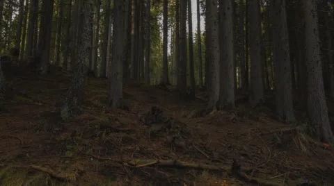 Sweeping time lapse through dark autumn forest Stock Footage 68299138
