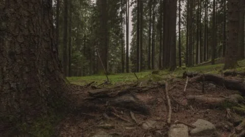 Sweeping time lapse through a thick, evergreen forest. Stock Footage 68303840